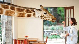Feeding-Time-at-Giraffe-Manor