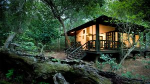 Header-luxury-glass-suite-at-andbeyond-phinda-forest-lodge-on-a-luxury-safari-in-south-africa
