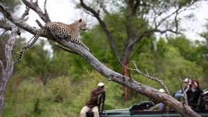 Leopard-laying-on-top-of-a-tree-in-the-kruger-national-park
