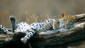 [banner]-south-luangwa-national-park