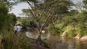 Serengeti Migration Camp 2